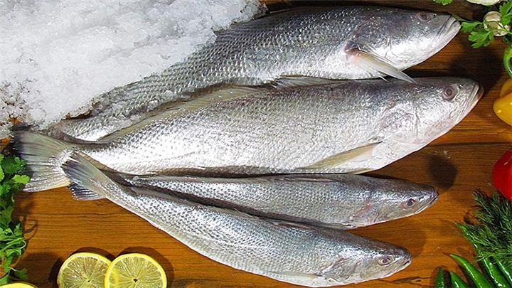 شوریده ماهی؛ خواص و نحوه طبخ آن