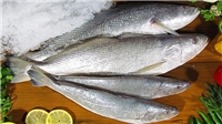 شوریده ماهی؛ خواص و نحوه طبخ آن