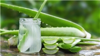 مزایای کاربردی  آلوئه ورا در سلامتی و پزشکی
