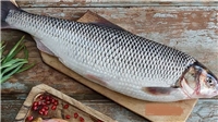 ماهی سفید؛خواص و شکل ظاهری