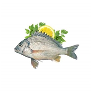ماهی شانک (شوم) 1 کیلویی ونیز