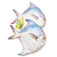 ماهی حلوای سفید مقوایی 1 کیلوگرمی