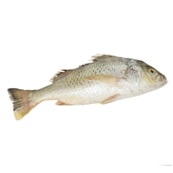 ماهی سنگسر طلایی 1 کیلویی
