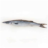 ماهی شیر نیزه ای (کوتر) 1 کیلویی