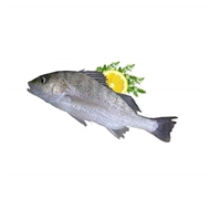 ماهی سنگسر 1 کیلویی