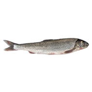 ماهی شاه ماهی 1 کیلویی