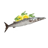 ماهی دولمی (باراکودا) 1 کیلویی